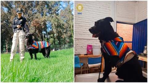 Las autoridades buscan a familiares del perrito que sobrevivió a choque en la Roma.