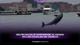 Delfín salvaje aparece en los canales de Venecia y sorprende a turistas con un espectáculo único