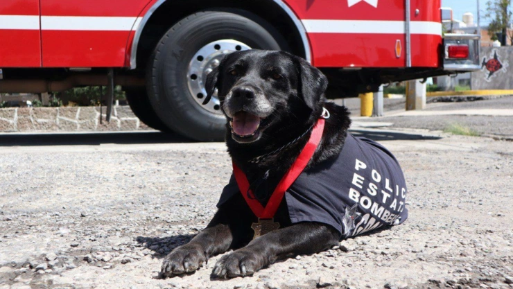 muere perrita bombera puebla dana