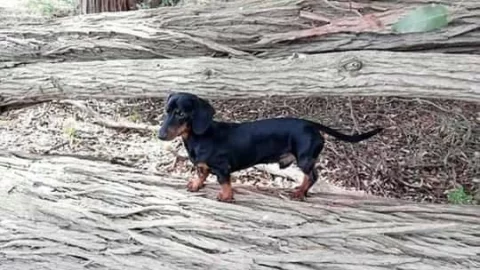 Niña deja manual a su tía para que cuide a su perro salchicha; se hace viral.jpg