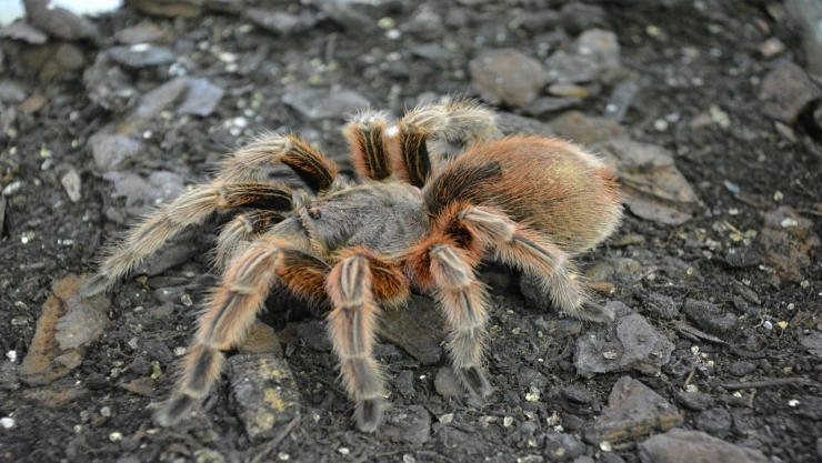 ¡Sorpresa gigante! Nueva especie de tarántula gigante descubierta en Cuba