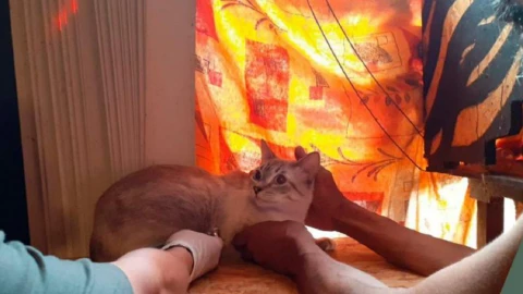 otro caso zoofilia puebla gatitos mayorazgo