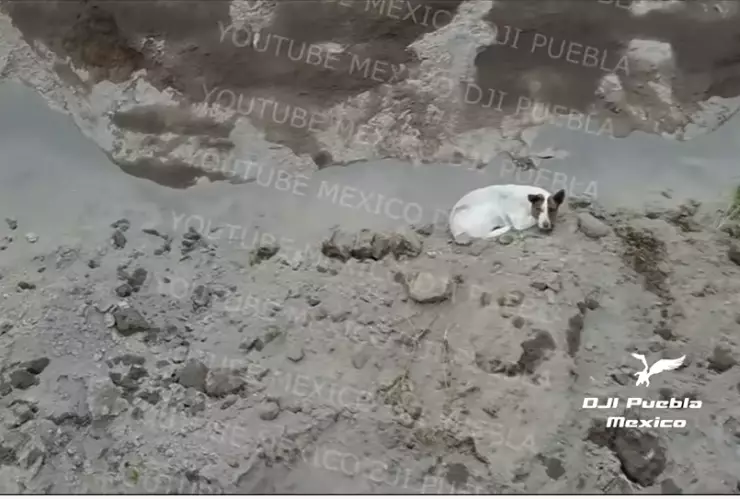 perrito-socavón-puebla