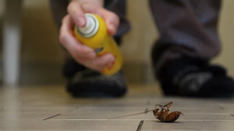 Estos son los insecticidas que quedaron obsoletos para eliminar cucarachas