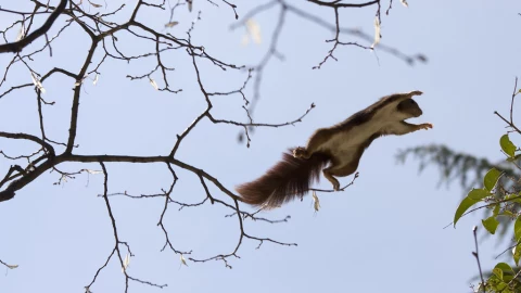 Ardilla voladora, nueva especie, Himalayas.jpg