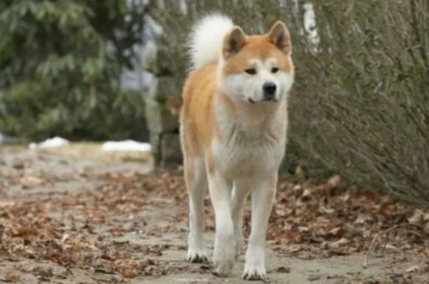 Famosos con un Hachiko en su vida (14).jpg