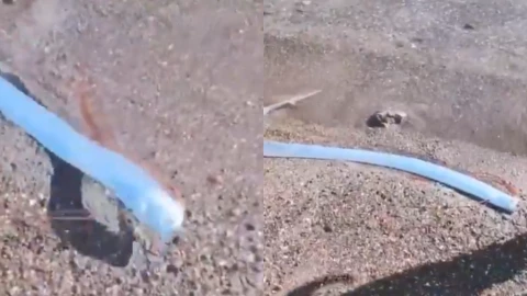 Localizan pez remo en playa de México