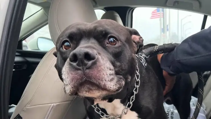 Perro salva a su dueña de incendio