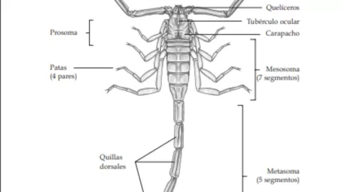 Alacranes-venenosos-México-esquema