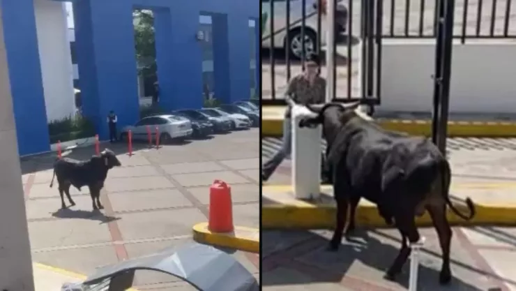 Toro suelto en La Salle Pedregal