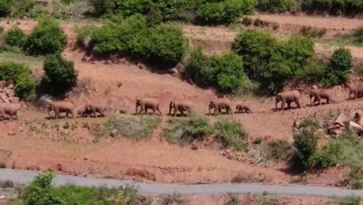 Drones muestran camino de elefantes salvajes en China.