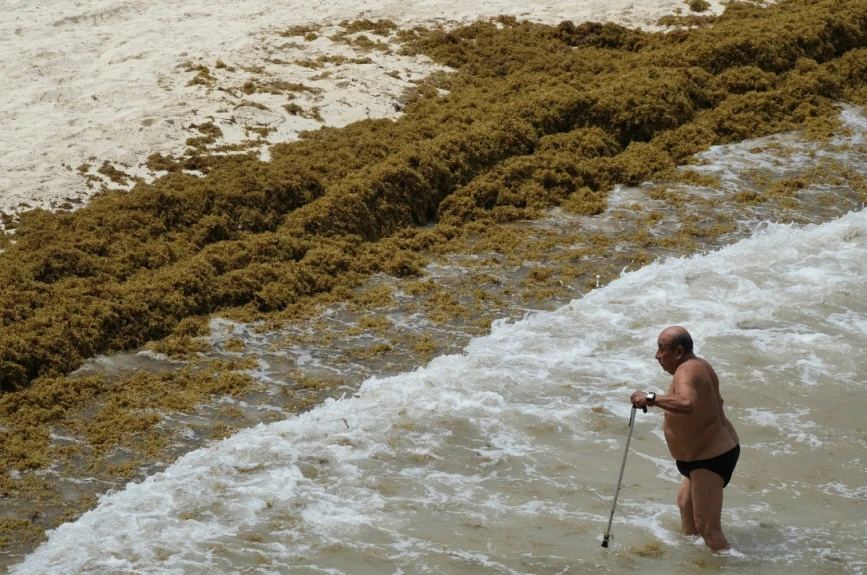 Alerta máxima en la Costa Maya de Quintana Roo: Playas de Mahahual y Xcalak invadidas de Sargazo; más de 3 mil toneladas afectan al turismo y la vida marina.