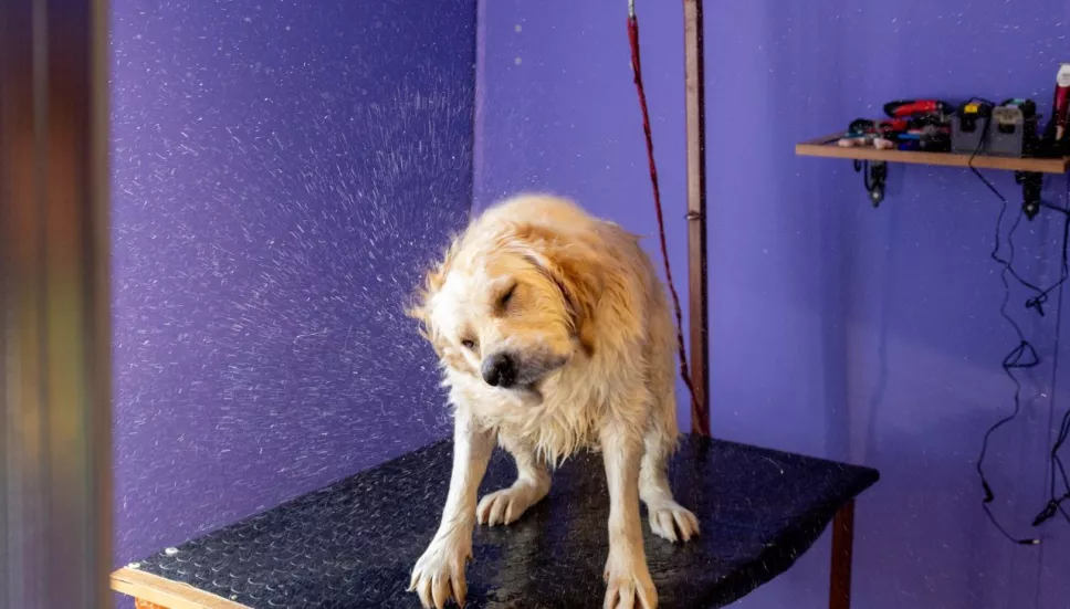 rescatan perrito de canal de agua