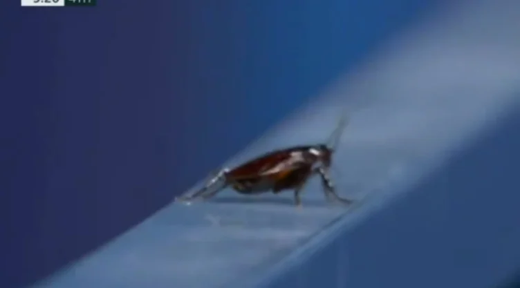 cucaracha-transmision.jpg