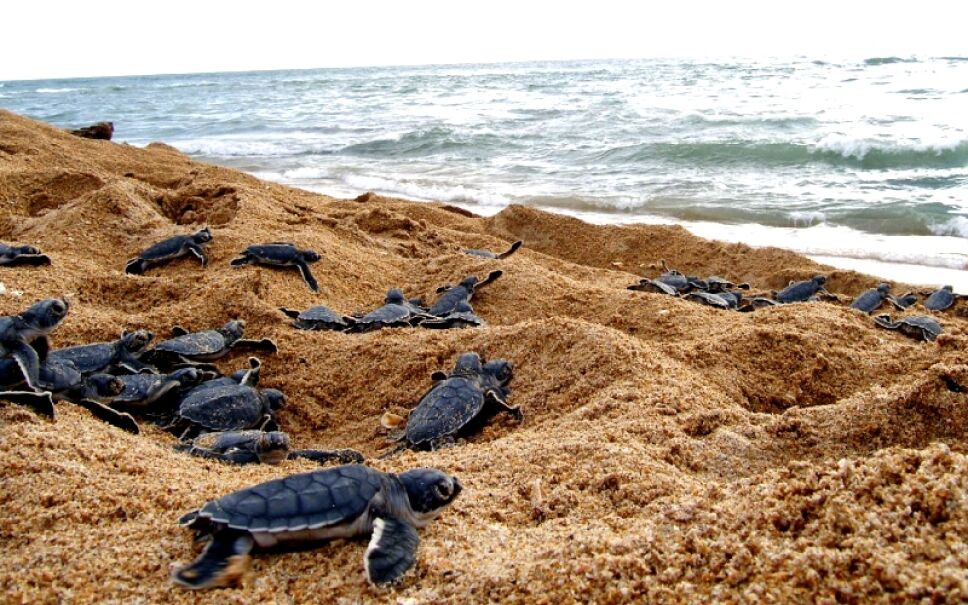 Tecolutla Veracruz podrás liberar tortugas Foto Especial