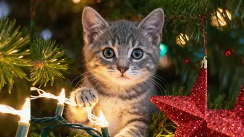 Gatos y árbol de Navidad