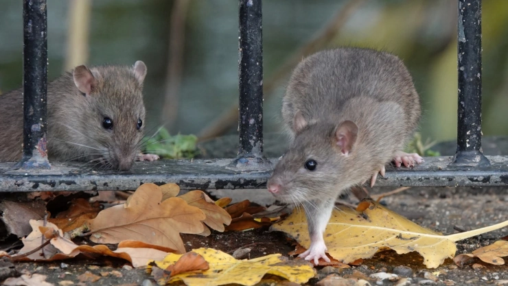 Descubre los lugares en dónde hacen nido los ratones