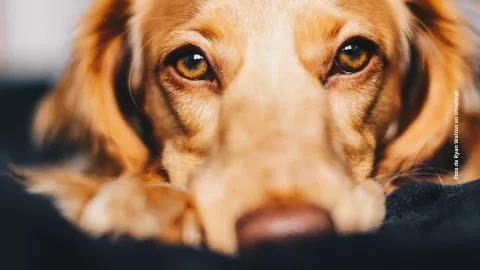 &iquest;C&oacute;mo cuidar a un perro mayor y que su vida sea mejor?