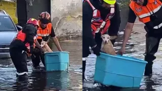 Rescatan a perrita adoptada dentro de una vivienda tras inundación en Azcapotzalco