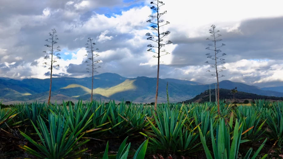 Quiotes de agave - tequilana weber