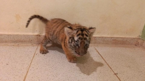 Aseguran a tigre de bengala cachorro en aeropuerto de Mérida (2)