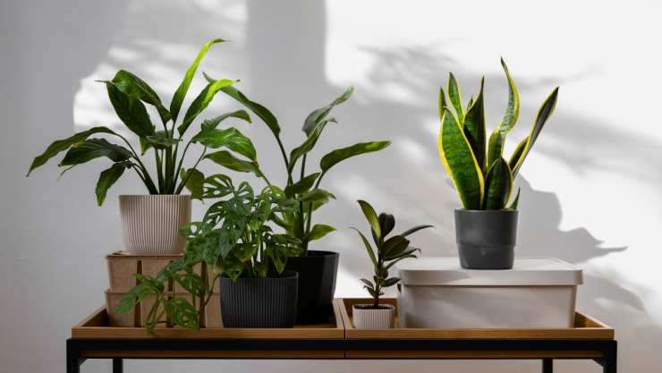 /estilo-de-vida/5-plantas-pequeñas-interiores-hogar
