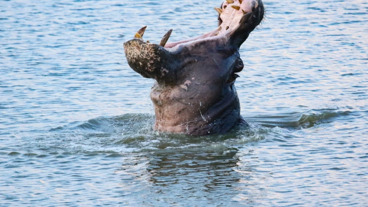 Hipopótamo vuelca embarcación en Costa de Marfil y deja 11 desaparecidos