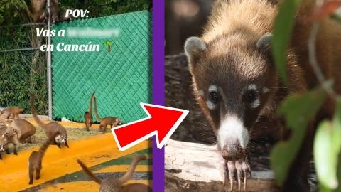 VIDEO_ ¡Ternura! Coatíes ‘invaden’ estacionamiento en la avenida Bonampak de Cancún.webp