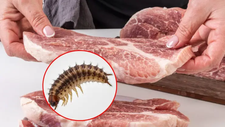 Carne infectada de gusano barrenador