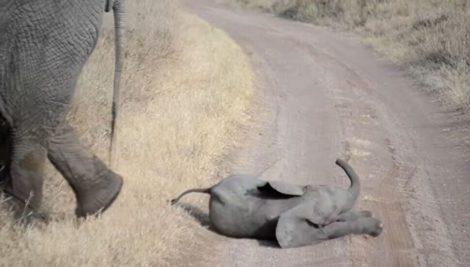 Elefante bebé