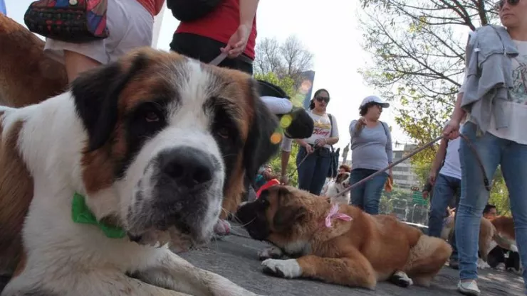 Puebla sancionará hasta con 8 años de cárcel por maltrato animal