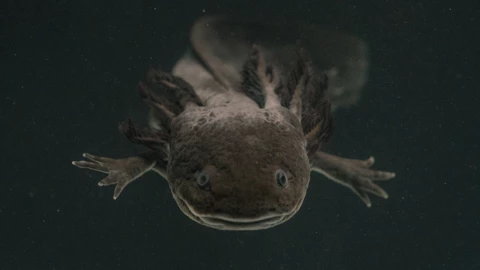 /como-adoptar-ajolote-adoptaxolotl