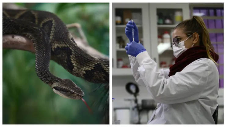 Científicos veneno de serpiente yarara Brasil.jpeg