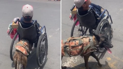 Perrita empuja silla de ruedas