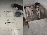 Refugio habilitado por el gobierno de CDMX en el Ajusco tiene a perros en condiciones inhumanas en el Ajusco