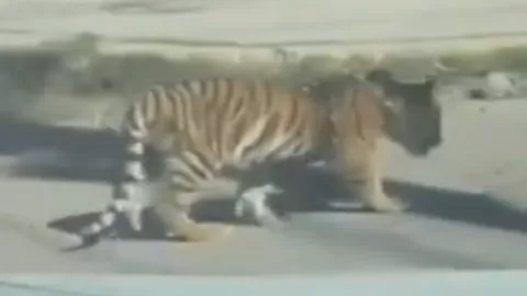Cachorro de Tigre transita entre coches en Durango