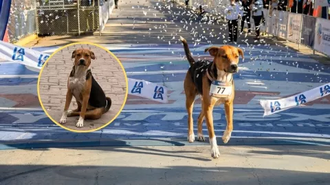 Duke: Buscan perrito que corrió Maratón LALA en Torreón