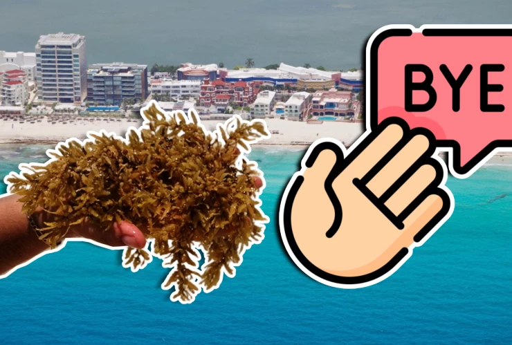 ¡Adiós, alga! Finaliza de manera extraoficial la temporada de sargazo en Cancún, Riviera Maya y otras zonas costeras de Quintana Roo.webp
