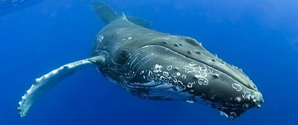 ballena
