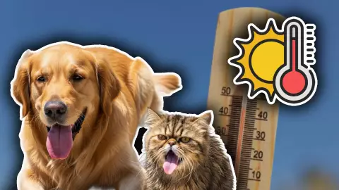 Canícula 2025: Así puedes proteger a tus mascotas durante la época más calurosa del año