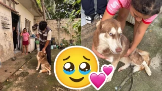 Denuncian que una perrita Husky en Cancún vive en malas condiciones; autoridades atienden el caso