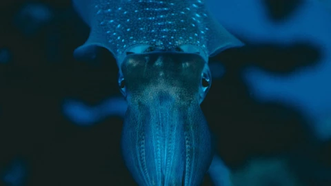 “Era enorme”_ Graban a calamar gigante en las costas de Japón