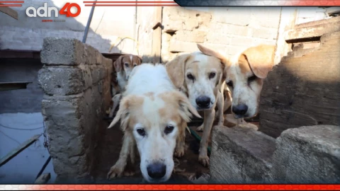 Rescatan a más de 70 perros que eran engordados para tacos en Edomex