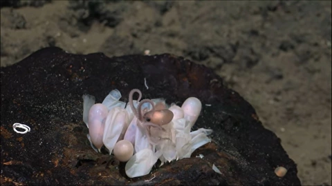 Descubren nuevas especies de pulpos en Costa Rica