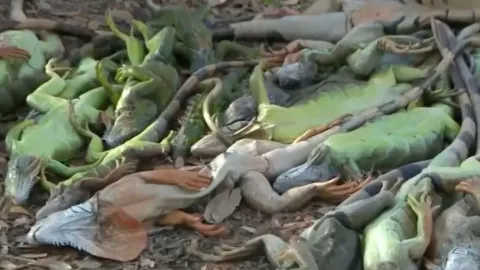 ¡Lluvia de iguanas en Florida! Esto explica por qué estos reptiles están cayendo de los árboles