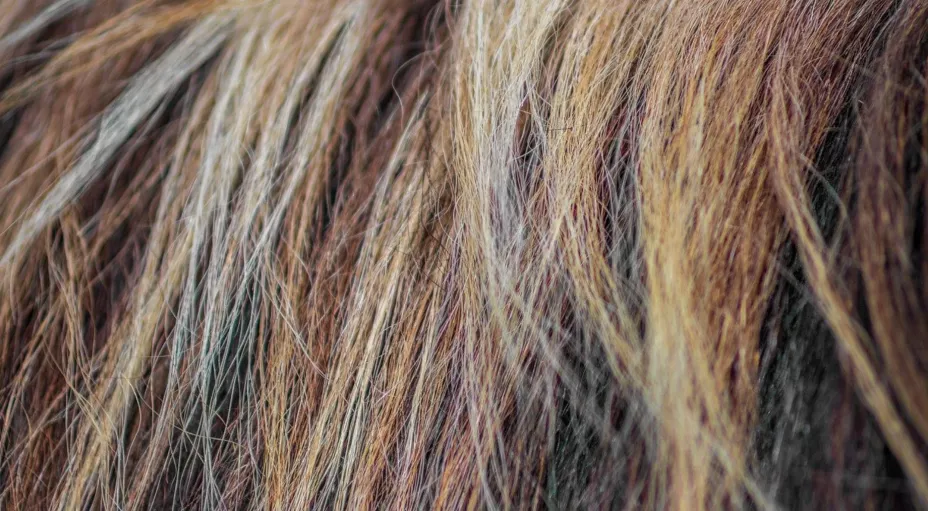 ¿Cómo ocultar las canas sin necesidad del tinte para cabello?