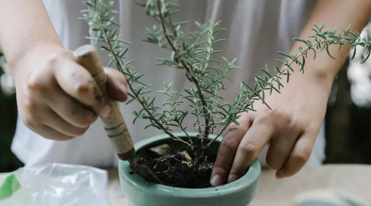 4 pasos para cuidar tu planta de Romero