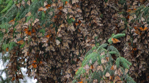 ¿Por qué las mariposas monarcas se están quedando sin alimento?