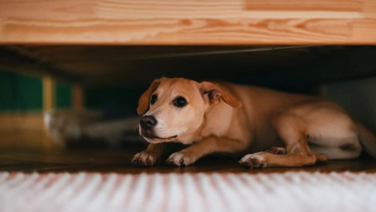 Expertos han compartido los sonidos que molestan a los perros
