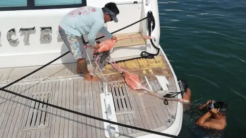 Auxilian a flamingos en la Laguna de Cancún; estaban enredados